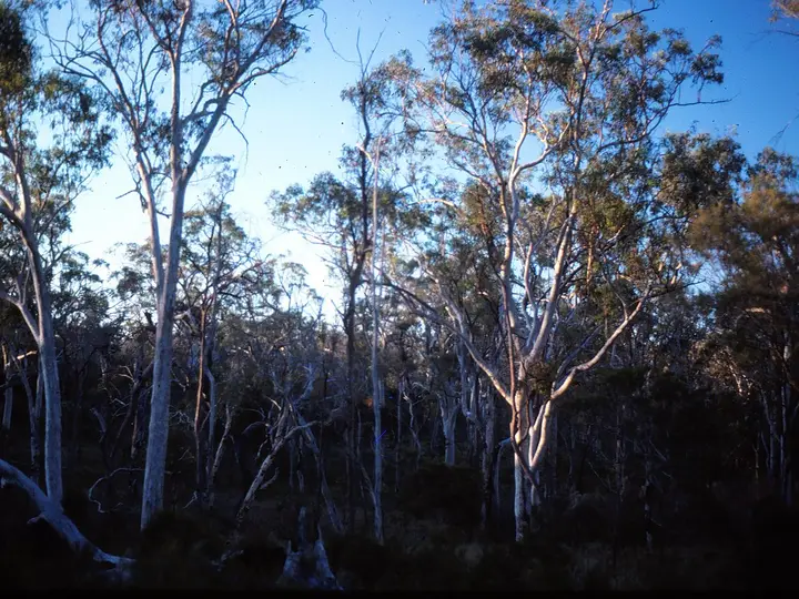 Open eucalyptus bushland in Queensland (stock photo)